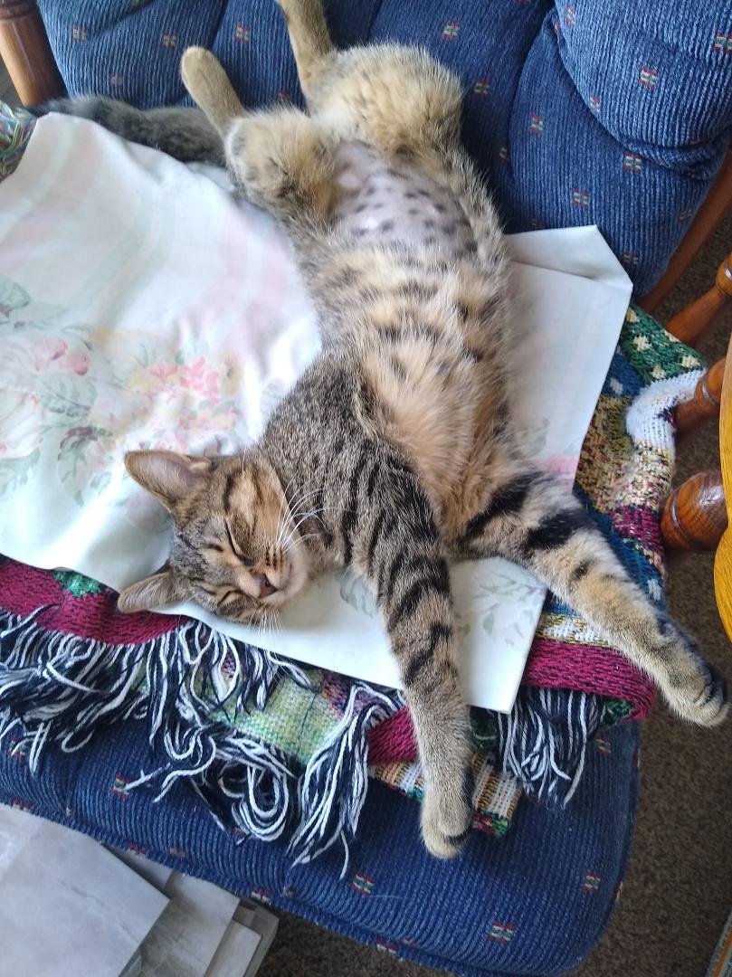 A kitty that plays too hard needs her rest ☺️