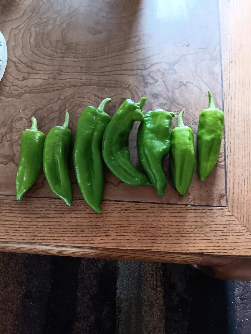 First Melrose peppers from my deck garden...hope tomatoes follow soon.