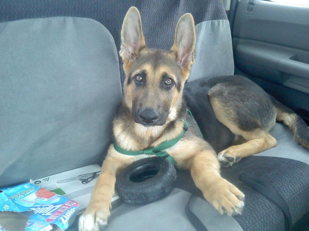 Here's Curt's baby, Atticus.  Well really he belongs to Allison but he comes to visit often.
