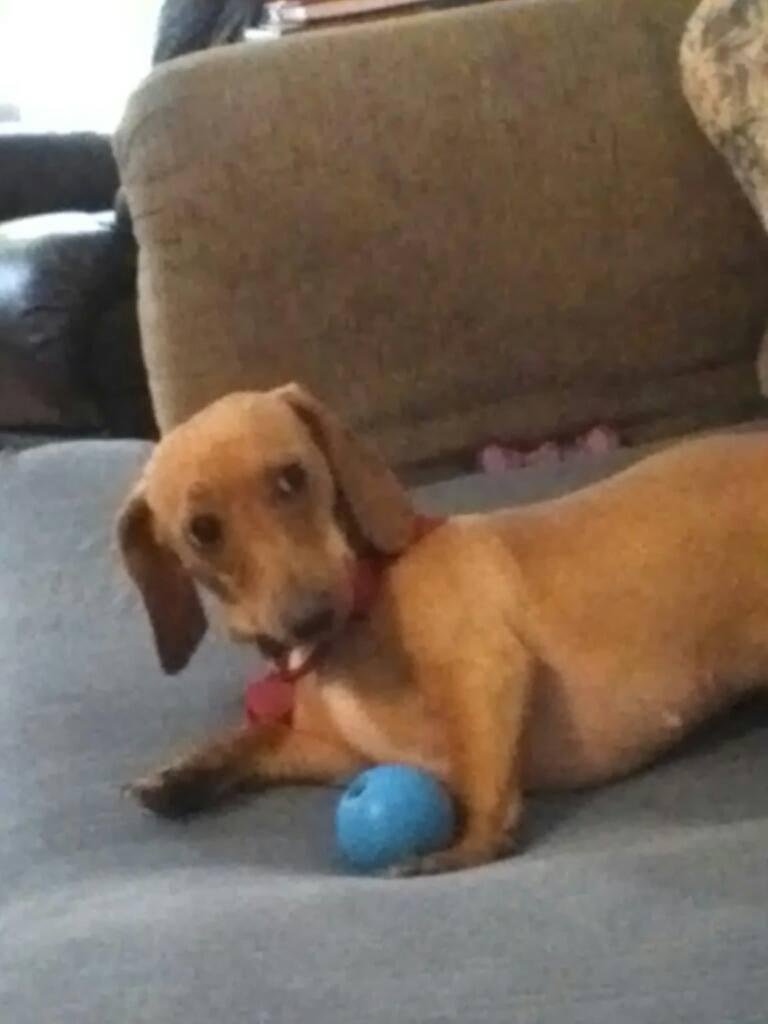 Happy dog day penny!