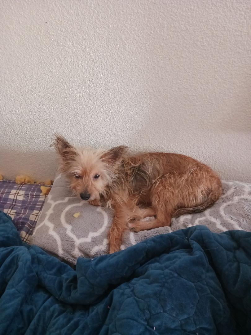 My little Scruffy. May he Rest in Puppy Heaven. He was the best companion of 12 years.