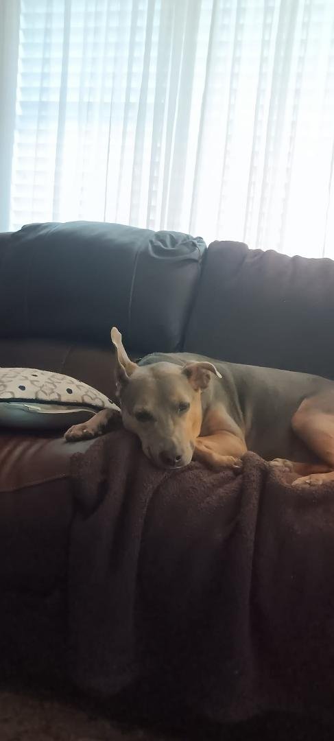 Ear is up.  Most of the time those ears are down. Lol