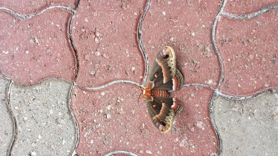 Does anyone know the species of butterfly this is.In Ottawa when photo taken.