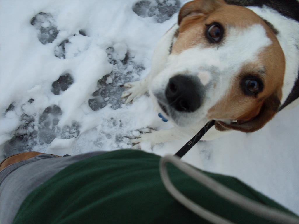 Lucy playing in the snow