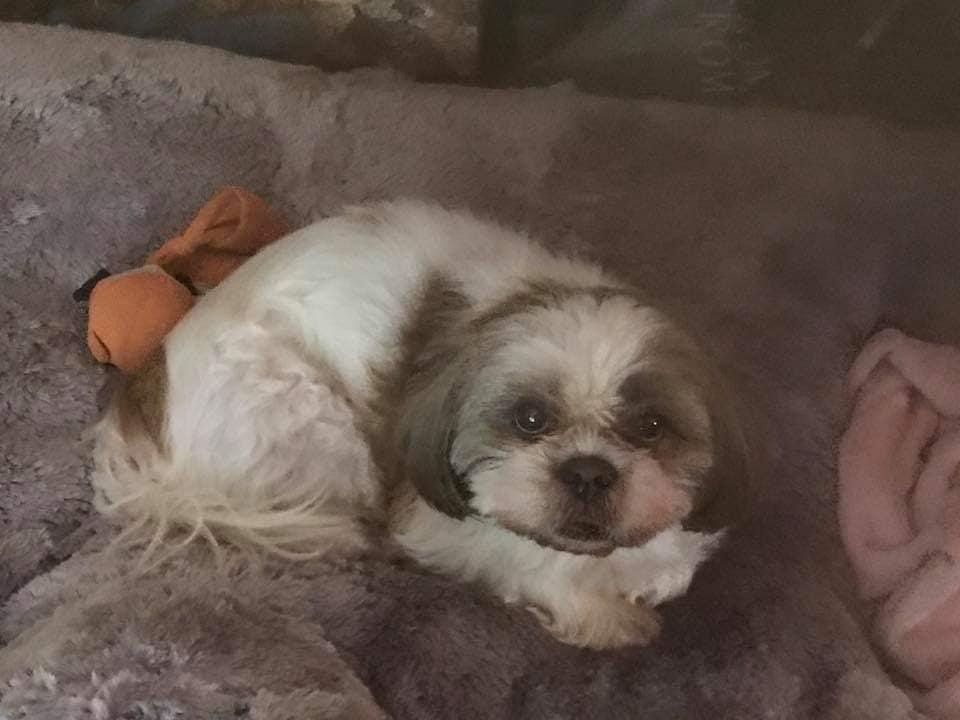 My dog yoyo crossed over the rainbow bridge today very sad