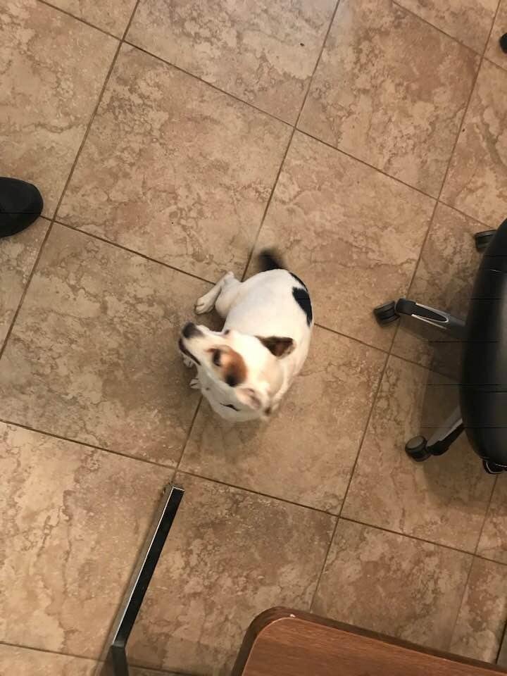 Home at last! Jessie the escape artist has made it home safe and sound. Thank you everyone that was involved