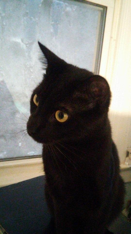 Happy 3rd Birthday to my fur baby, Apollo <3 Love him so much!!!