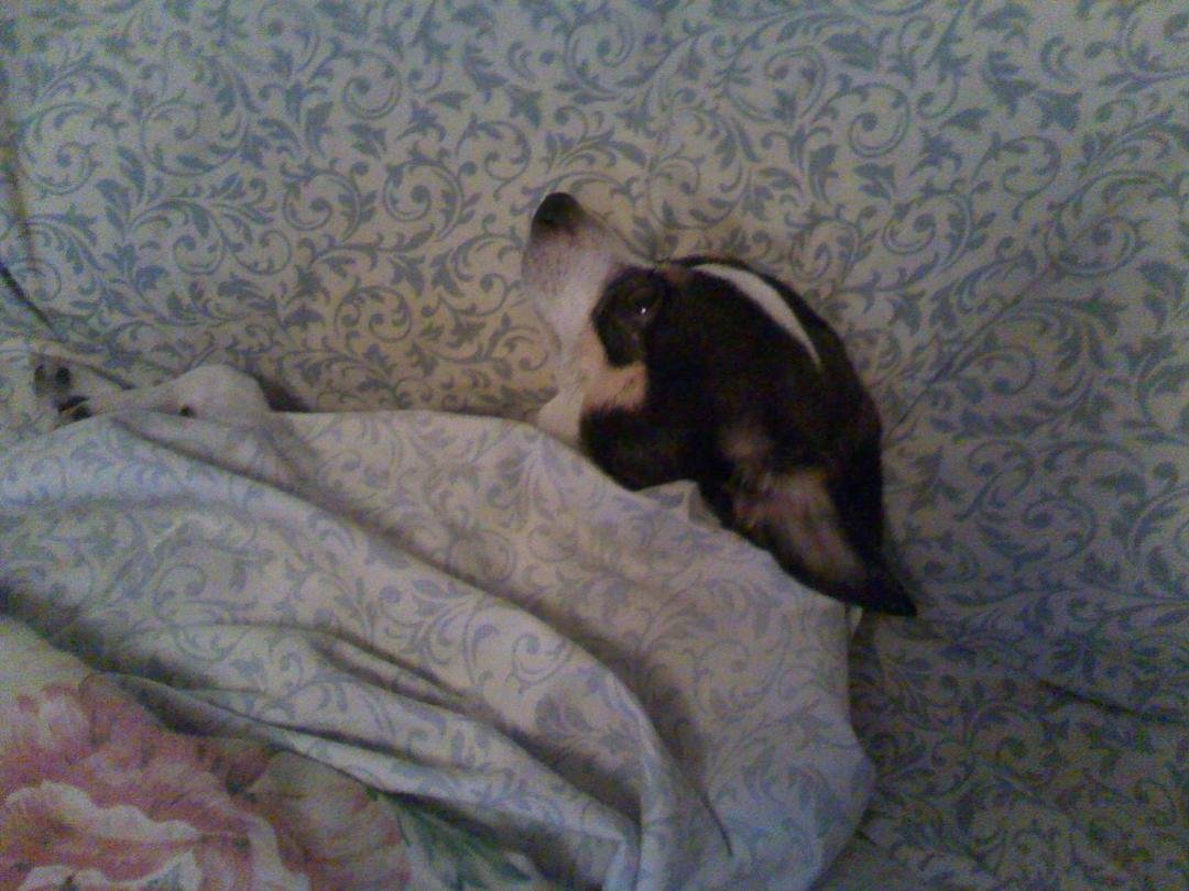 Sleeping Sammy
