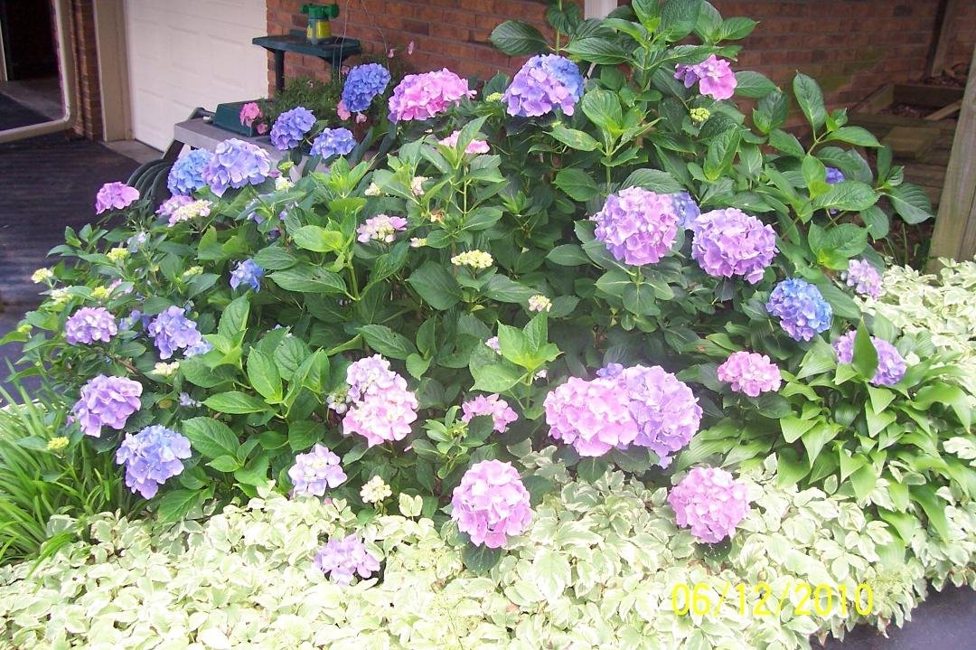 Thinking thoughts of summer and seeing this beautiful bush once again instead of snow and ice.