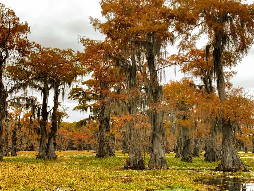 Memories from November 2023. No, we’re not on land; we’re in a mud boat going through water plants, grasses and lilies on Caddo Lake Cypress Swamp in Texas. It was an incredible experience.