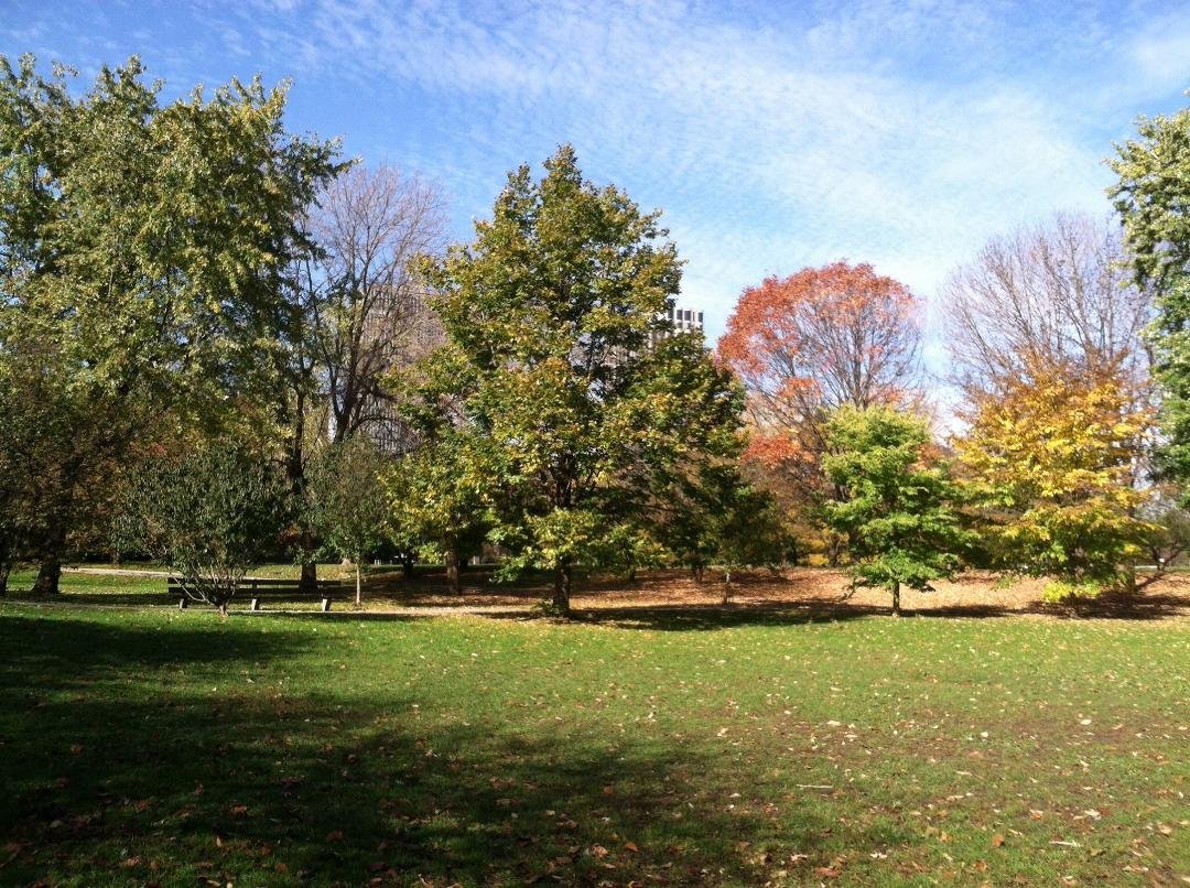 Beautiful autumn morning in Lincoln Park with my golden, Holden.