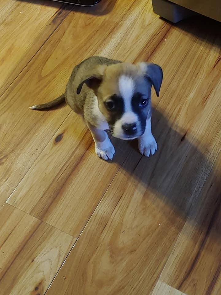 Dawn Sesler's album, Mobile Uploads