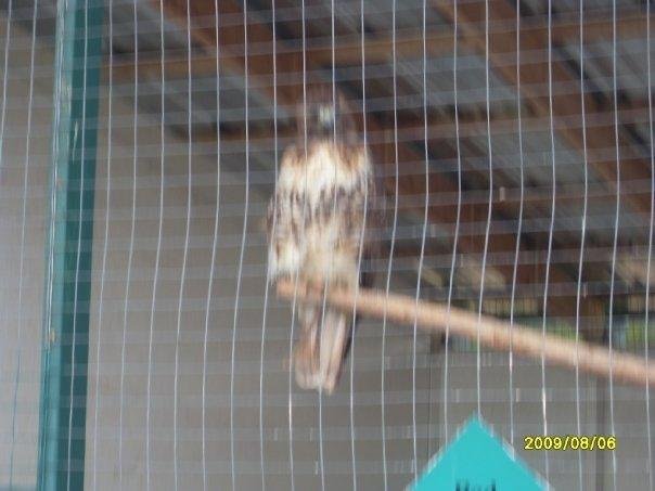 Falcon