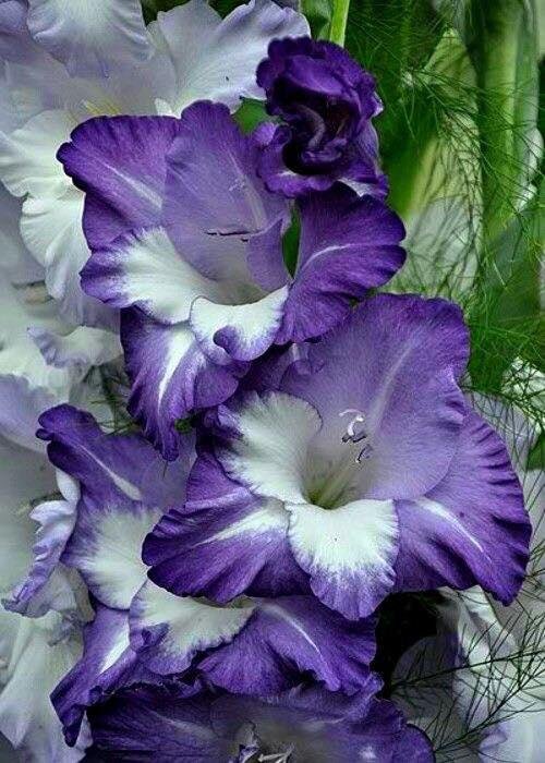 Good Morning and Welcome Wisdom Wednesday!To the person who pleases him, God gives wisdom, knowledge and happiness, but to the sinner he gives the task of gathering and storing up wealth to hand it over to the one who pleas
