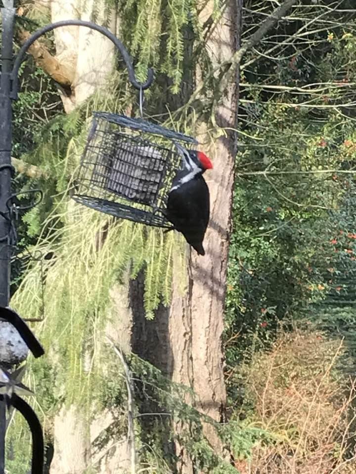 Morning visitors.