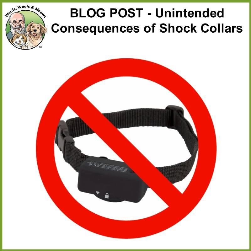 PLEASE SHARE – Electric shock collars, used to keep dogs in the yard, to stop dogs from barking, and to train a dog remotely are not necessary and can cause considerable physical and emotional harm to a dog. That is why bot