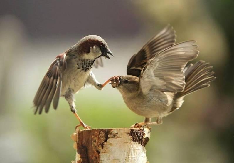 "Hush, woman!