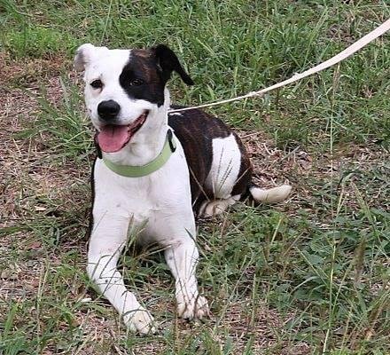 Meet Nahla our newest family member. She will be leaving Texas in a few weeks to come to her forever home.