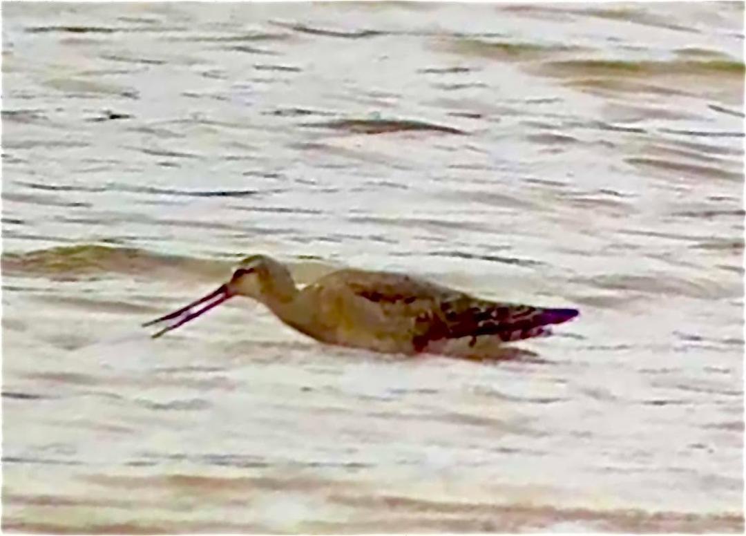 Today’s bird was a Hudsonian Godwit