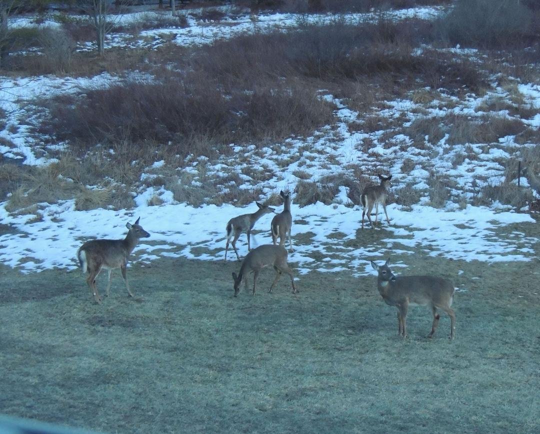 Apparently today Mr. & Mrs. Mallard were the 'early birds' for supper and the deer waited for the 7:30 PM second serving