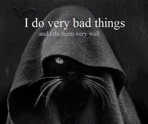 If my cat Lyla could talk that what she will say but it ok that why i love my cat and she tack after me lol hah aha that a good one