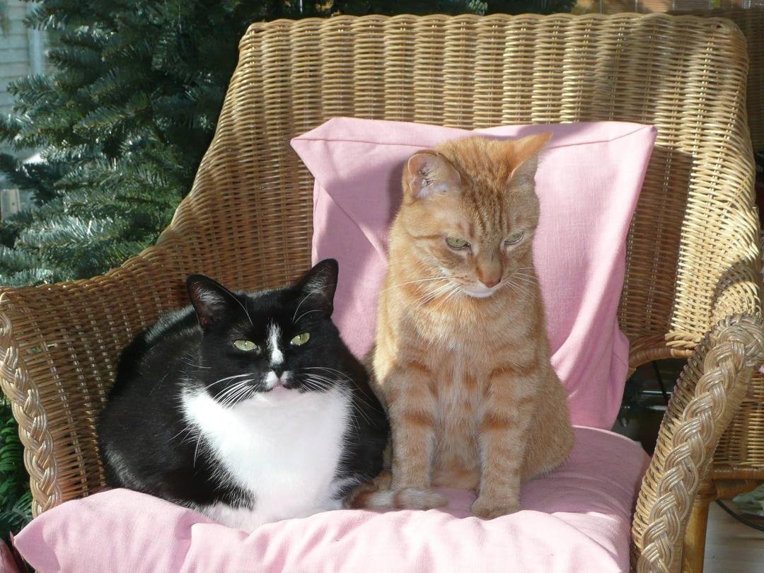 Halloween Cats