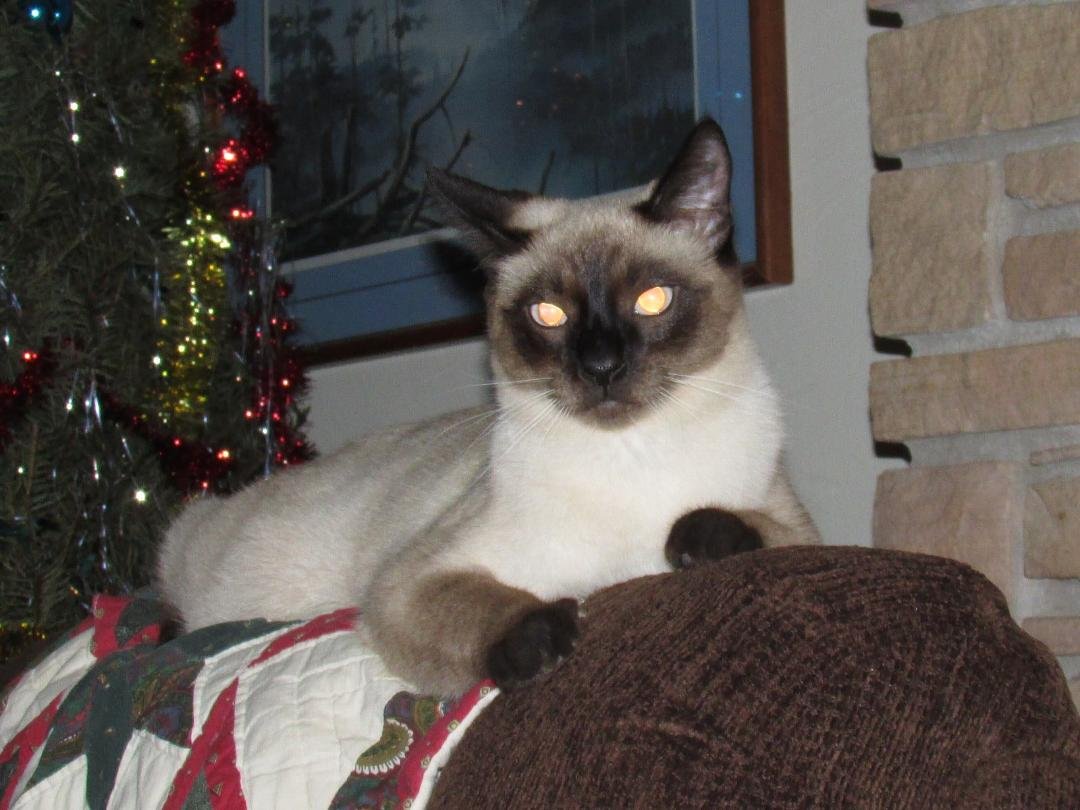 Molly's baby Sparky