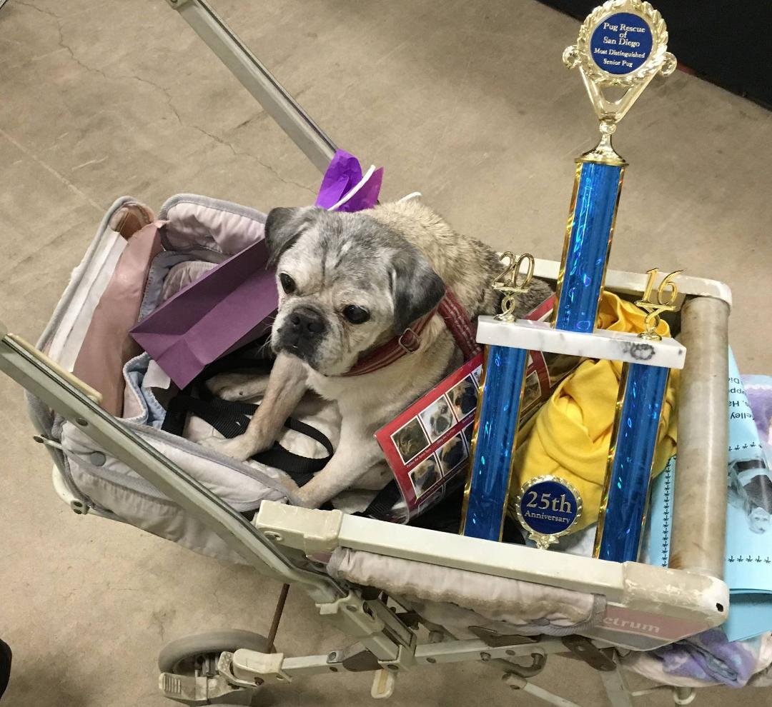 Photo taken May 7th 2016 at Pug Rescue of San Diego's 25th annual Pug Party at Del Mar, California---Our now 18 year old pug, Wally won the Most Distinguished Senior Pug contest for the third year in a row--a Trifecta!!