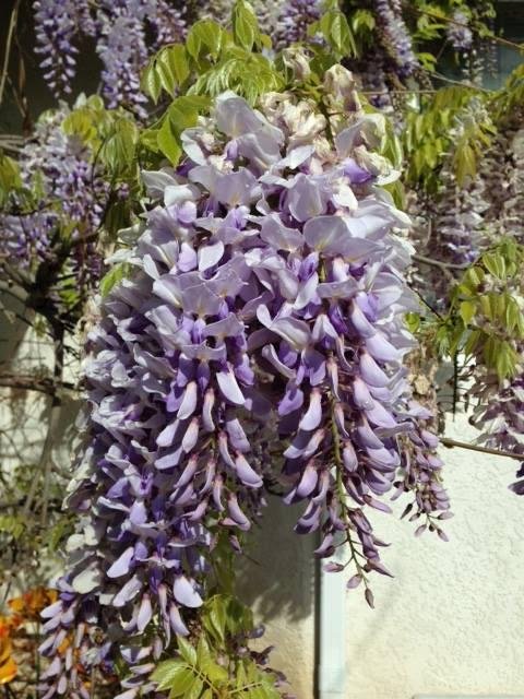 wisteria in bloom, smells so sweet.