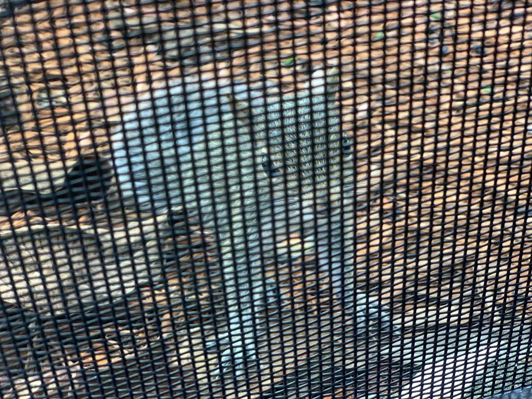Curious baby squirrel visiting us this afternoon.  Stay safe little one.  There is a storm brewing!