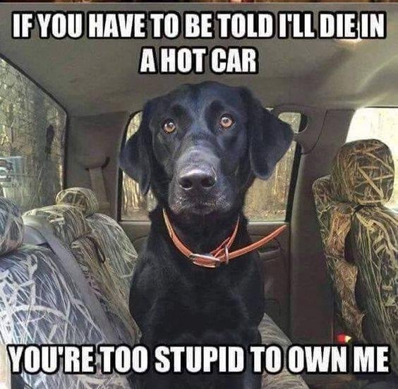 NO living thing should be left in a hot car -- even if the windows are open a crack!