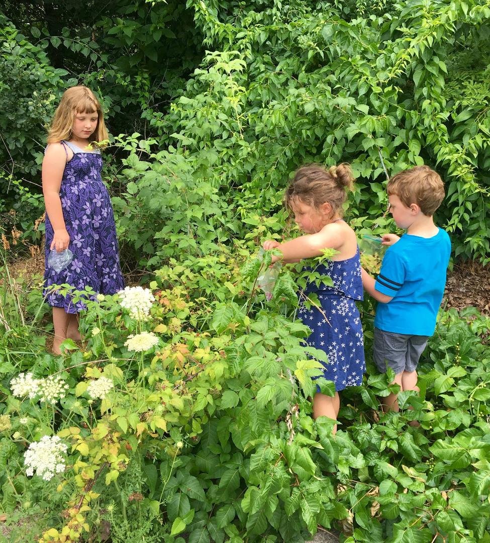 Picking berries..