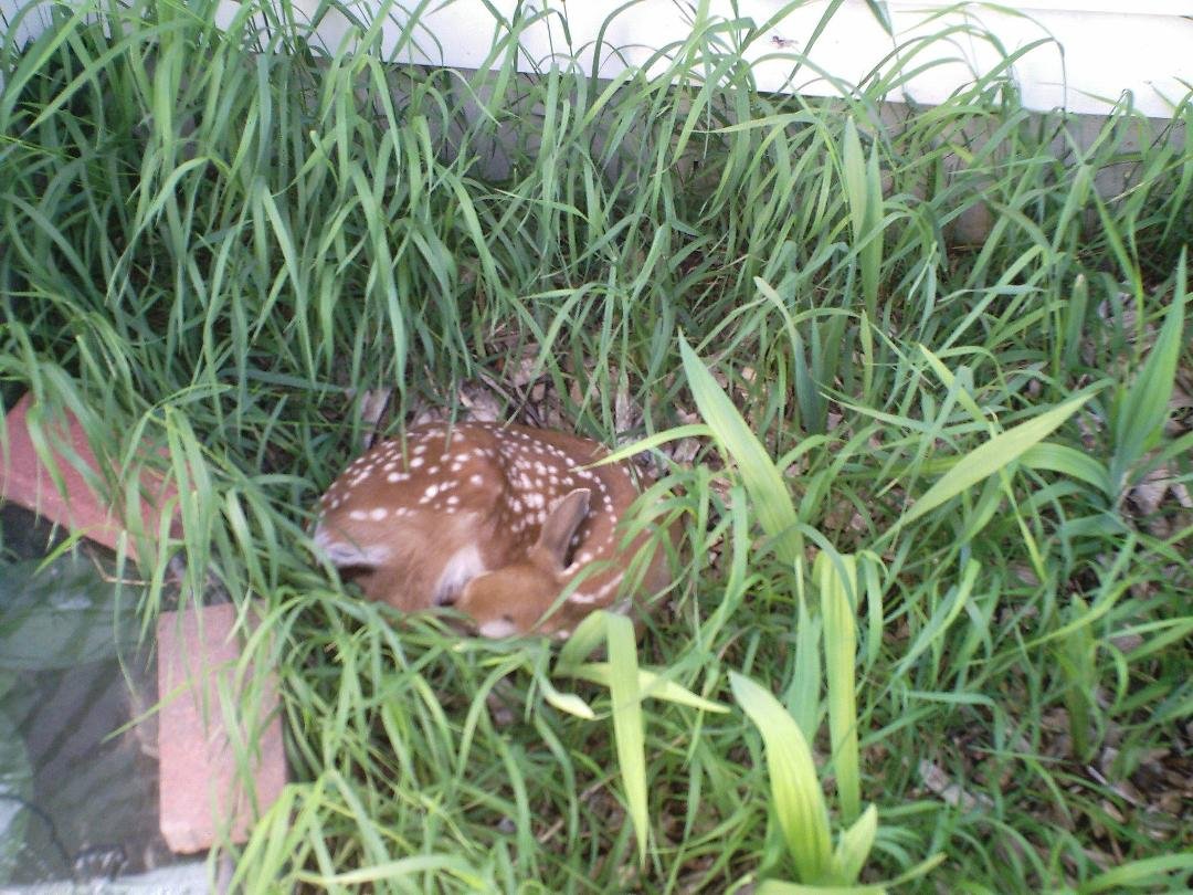 Wake up, Bambi.
