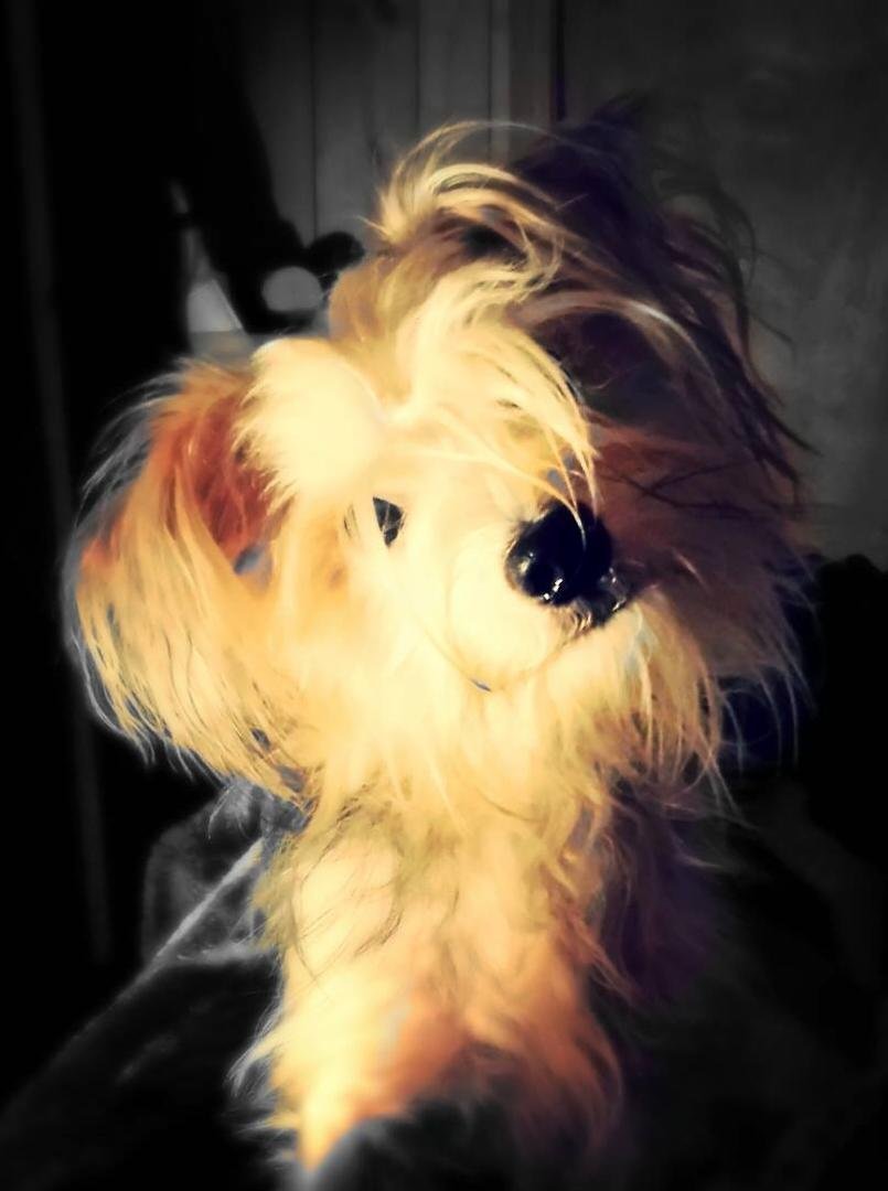 Miss my Moe...last seen in Inverness