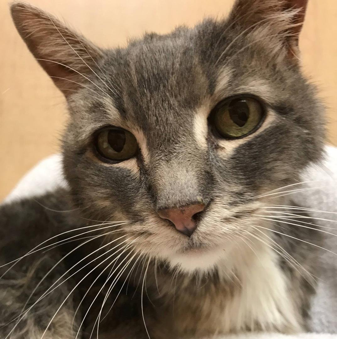 RIP
“Newmie”
2000-2017
Born in the spring of 2000 and abandoned behind the Lake Forest Park Shopping Center in Sheridan Beach. Rescued and moved to Gig Harbor in the fall of 2000, he returned to Lake Forest Park in 2010.