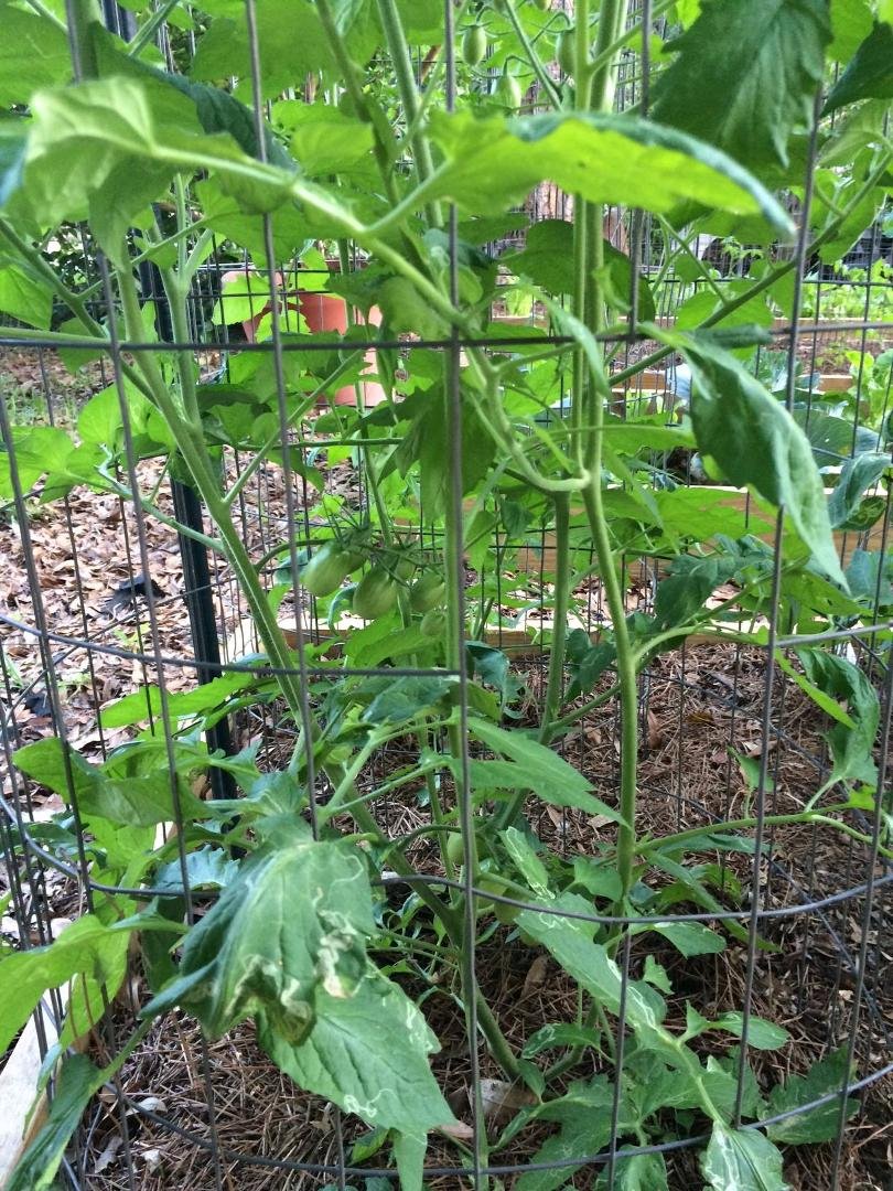 Grape-plumb variety starting to ripen