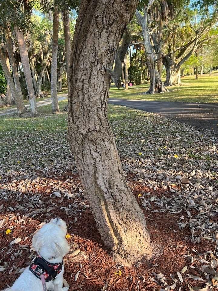 Hey people! Check out this brave squirrel in our local mini park . He’s looking down on Mia and me