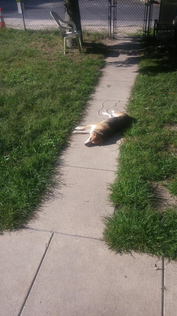 Luckys Sun bathing