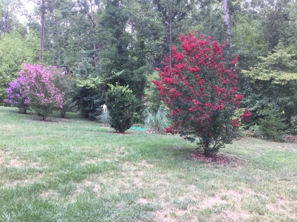 Sharon Lebow's album, Mobile Uploads