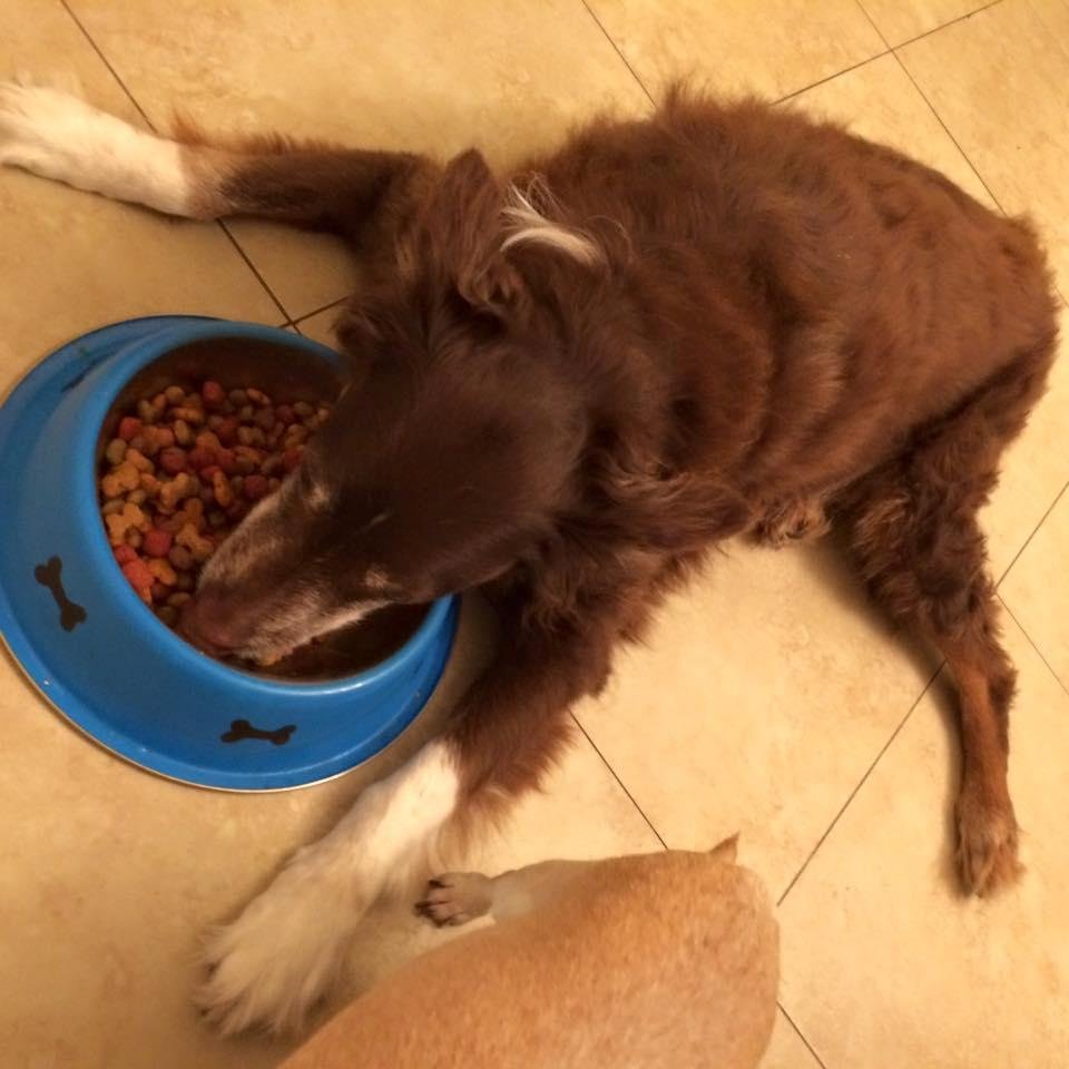That's one of my dogs he's pretty lazy he lays down to eat