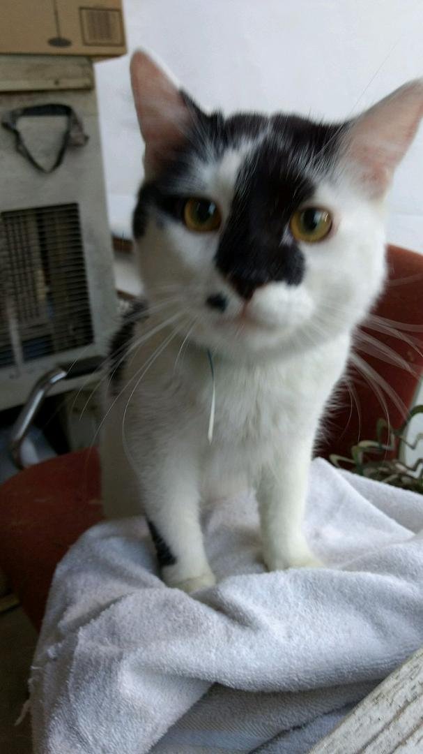 I've given up on my Dominoe ever being found. I still believe the piece of crap low life neighbor grabbed him and either killed him or took him somewhere. For his sake, he better hope I never prove it. Just saying. RIP