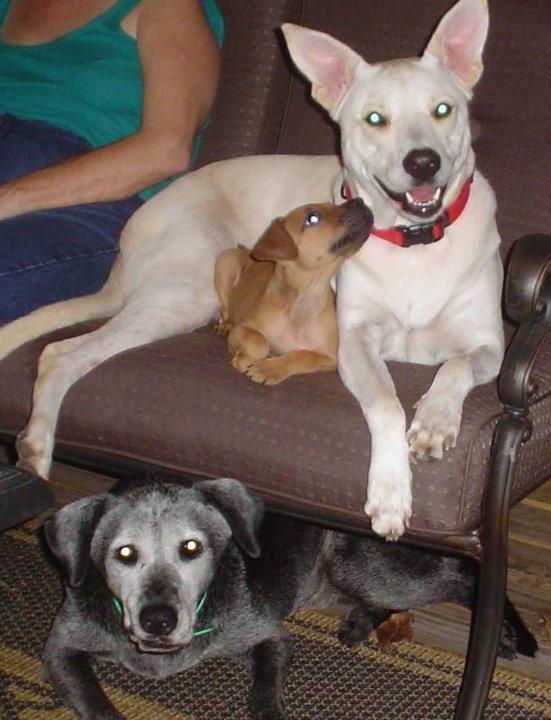 Tybee Island-Black Lab mutt
Bolliver High Island (Bollie) White German Shepard mutt
Birdie Sue- Boxer mutt
All rescue doggies and the love of our lives (don't tell the two cats)