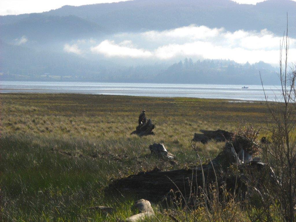 an eagle on the clam flats, Garibaldi across the bay, and there were elk to the right. What a wonderful place we live in