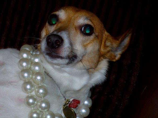 IT'S TSUNAMIS BIRTHDAY TOMORROW AND SHE GOT PEARLS!