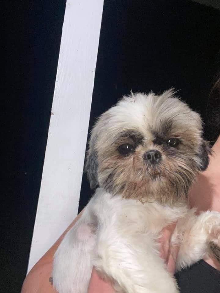 UPDATE:
Owner found.
Found and caught this girl on poindexter a neighbor came to check and no she’s not chipped but she has been groomed, she looks and smells dirty from her roaming the streets but please help me share th