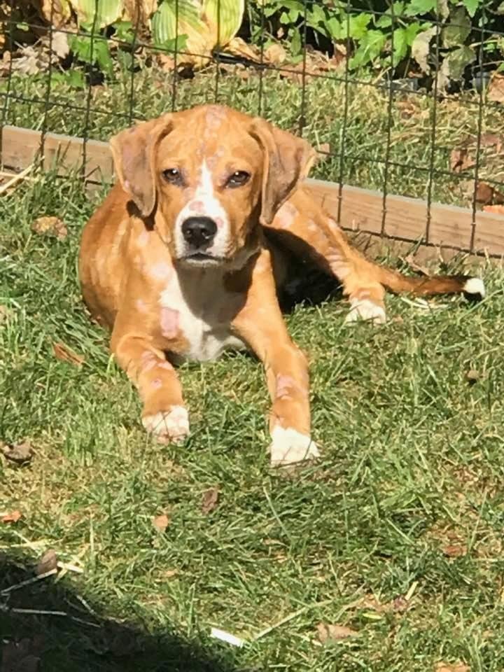 My last Kentucky Pup looking for his forever home. Gambit is 5 1/2 months old and weighs 27 lbs. you can adopt him through New Hope Rescue