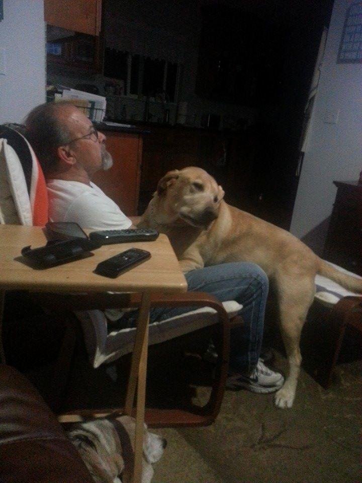 Our 100 pound lap dog... Such a doofus