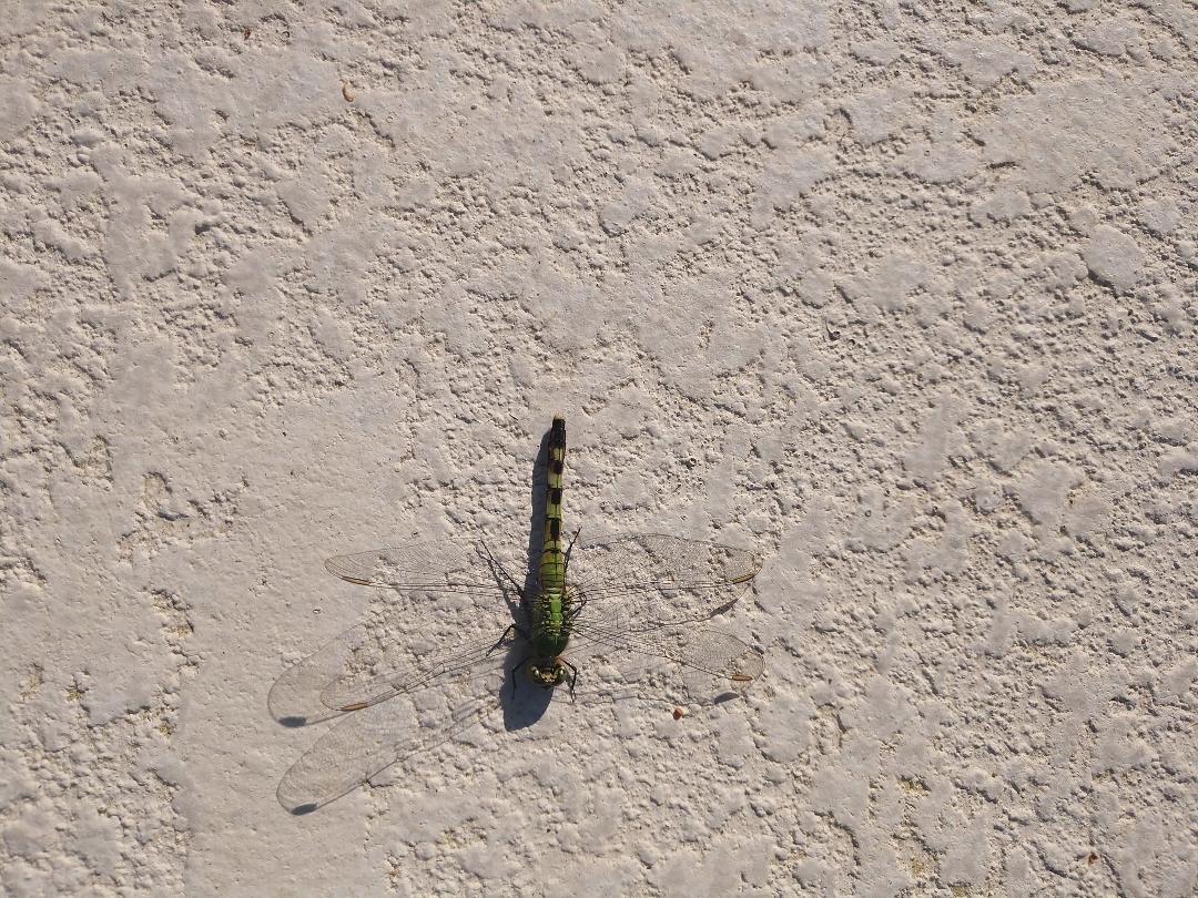Black hawk down . LoL