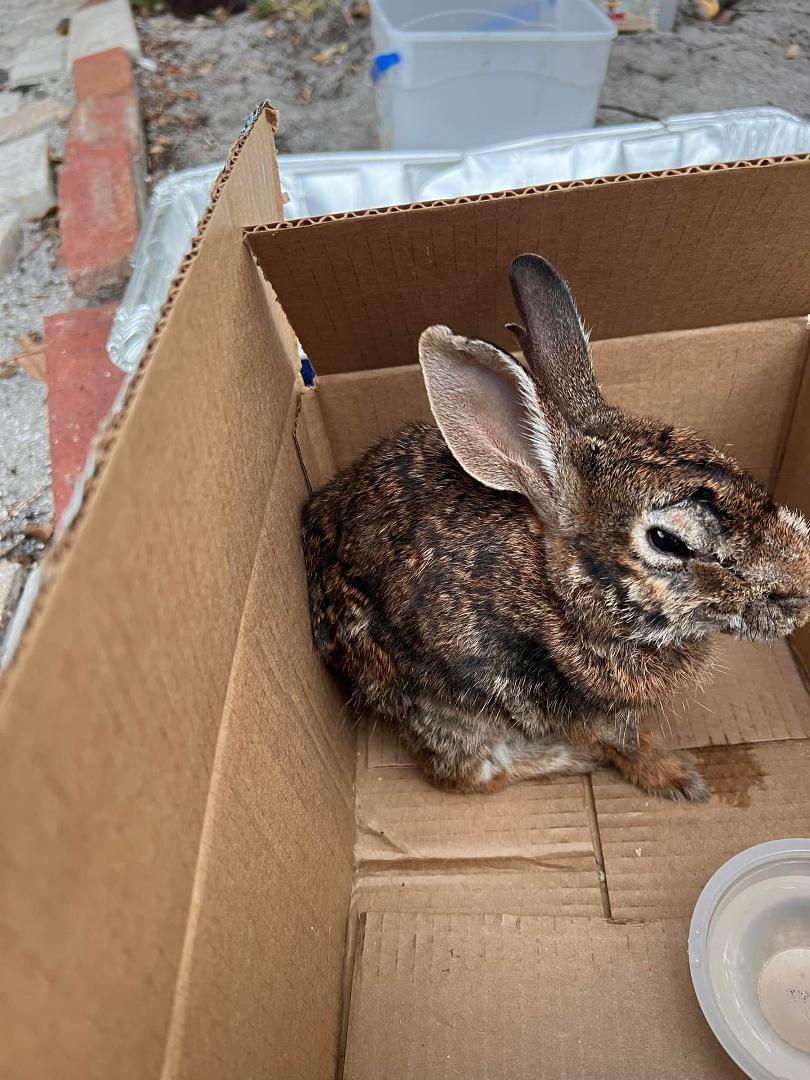 Since Bella left, I’ve been talking to the rabbits and the squirrels by myself. I’ve officially become an old man wandering around muttering to animals. One of her old friends got caught by one of the gringo dogs today. Jus