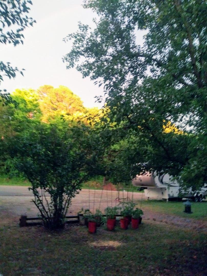 The tall pines were turned to Gold at sunset by a rainbow over Aurora Arkansas.